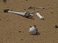 The Desert [ 8 images ]